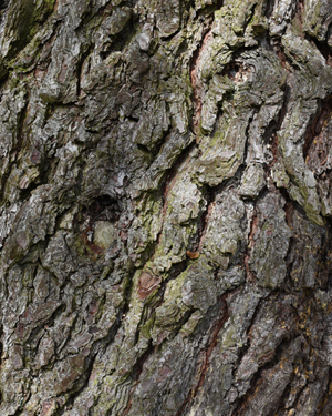 Acer opalus tomentosum