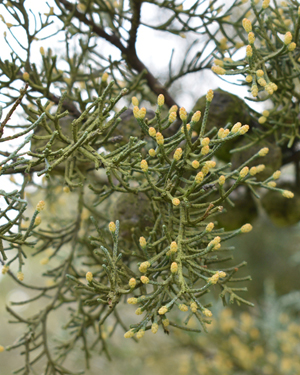 Cupressus arizonica