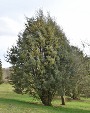 Cupressus arizonica