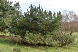 Maritime pine