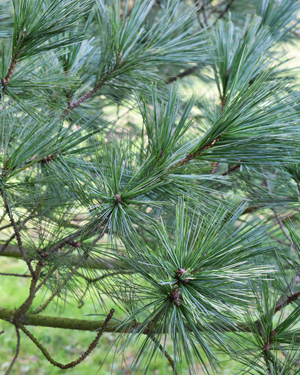 Pinus stylesii