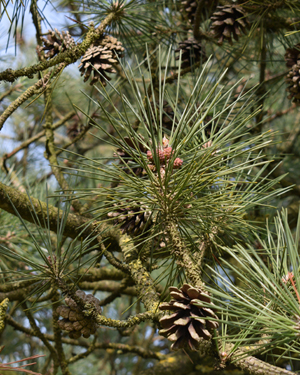 Pinus thunbergii