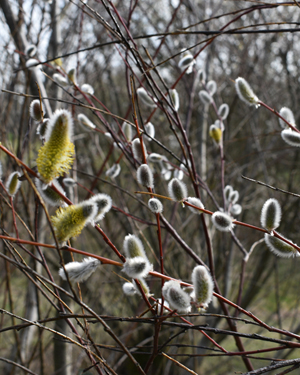 Salix acutifolia