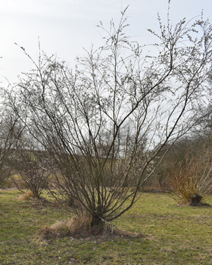Salix acutifolia
