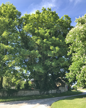 Acer platanoides