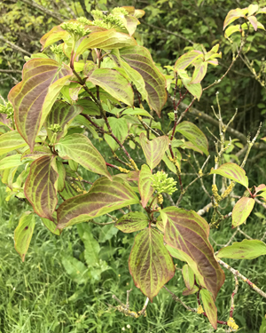 Common dogwood