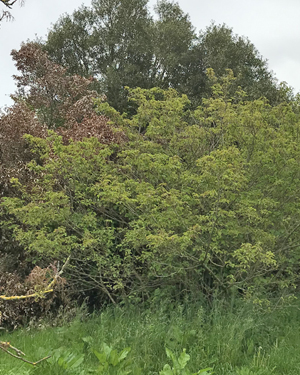 Cornus sanguinea