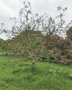 Cut leaved walnut