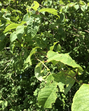 Wild cherry