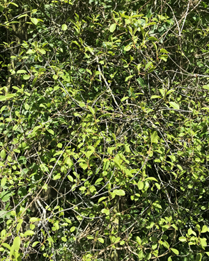Buckthorn