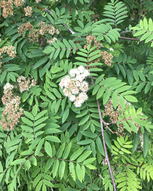 Sorbus aucuparia