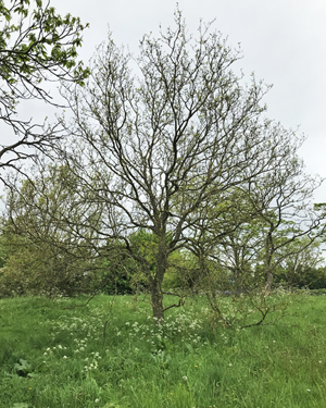Sorbus subfusca
