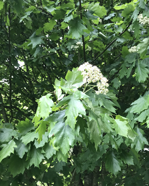 Wild service tree