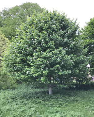 Sorbus torminalis
