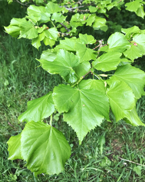 Small leaved lime