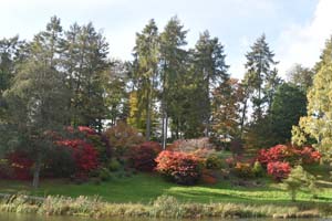 Acer grove