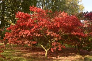 Acer palmatum