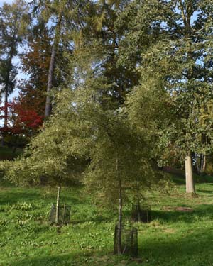 Cut leaved alder