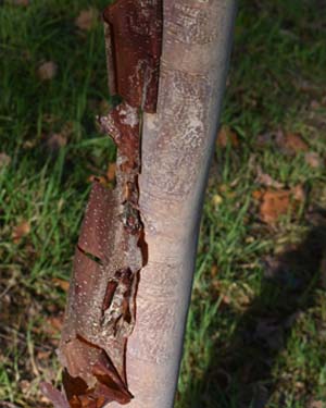 Chinese red birch