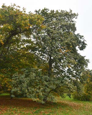 Variegated chestnut
