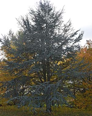 Blue Atlas cedar