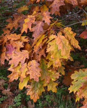 Red oak