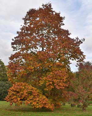 Red oak