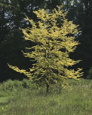 Honey locust