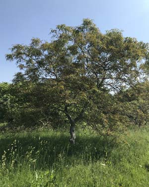 Cut leaved walnut
