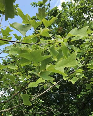 Chinese tulip tree