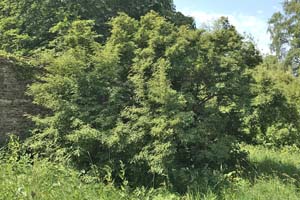 Korean mulberry