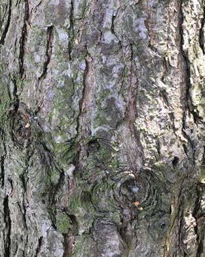 Scots pine