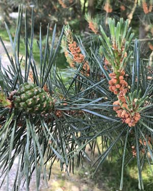 Scots pine
