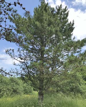 Chinese pine