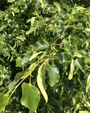 Small leaved lime