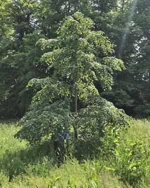 Japanese lime