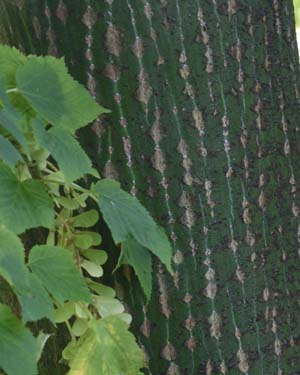 Acer rufinerve