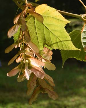Acer tegmentosum