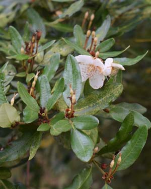 Eucryphia x intermedia
