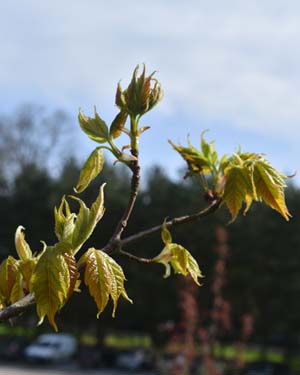 Acer freemanii