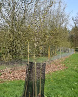 Acer freemanii