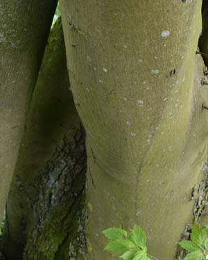 Amur maple