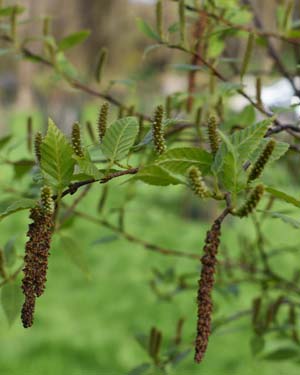 Chinese red birch
