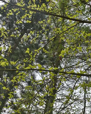 Red birch