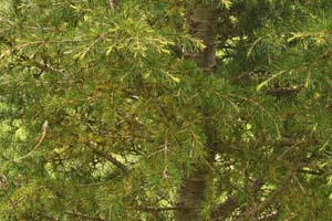 Cedar of Lebanon