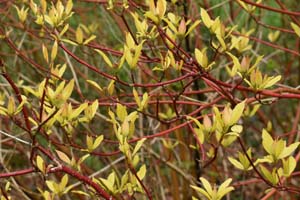 Cornus alba aurea