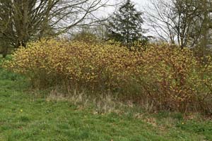 Cornus aurea