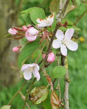 Malus hupehensis