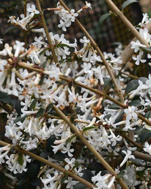Osmanthus delavayii