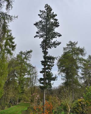 Pinus peuce